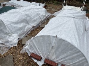 Frost Cover