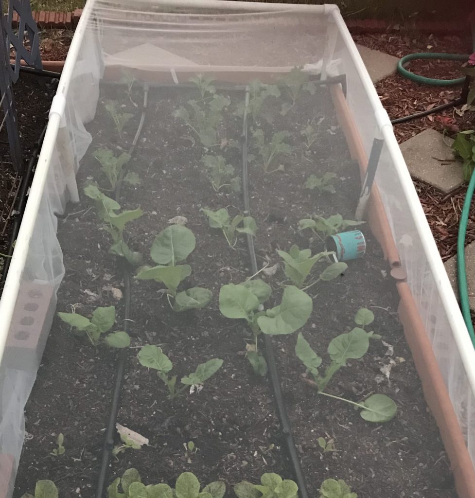 growing leafy green in Central Texas