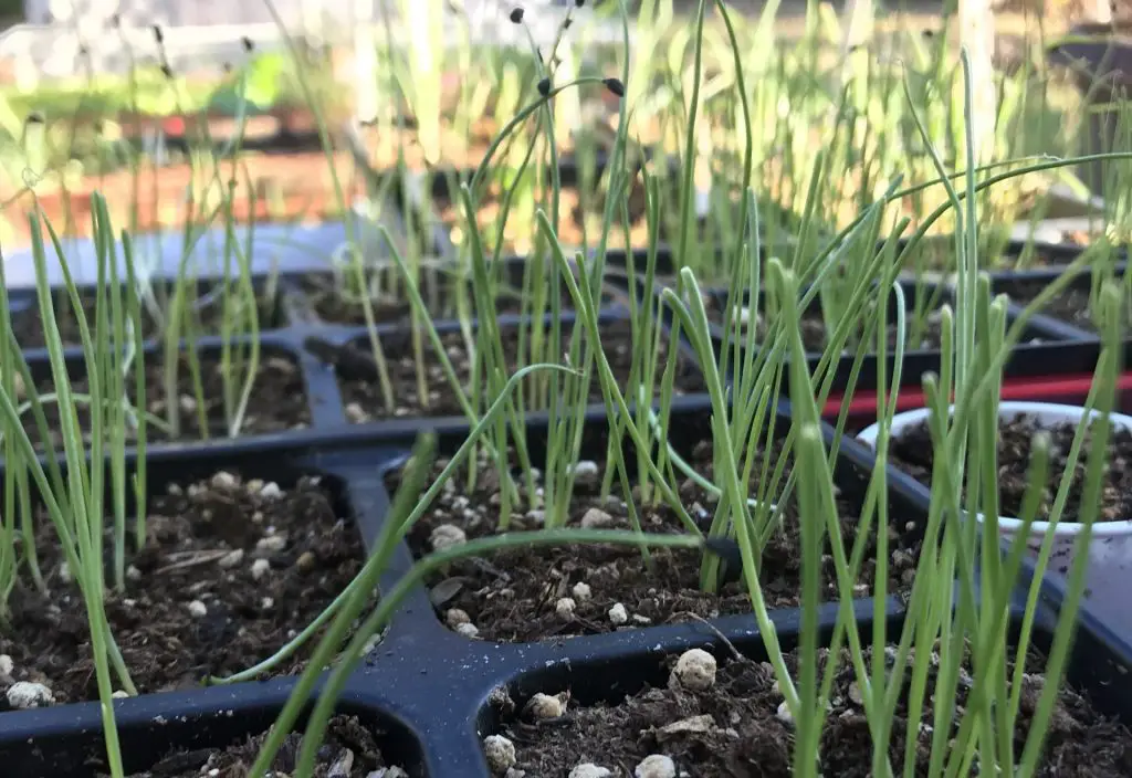 How to grow leeks in central Texas