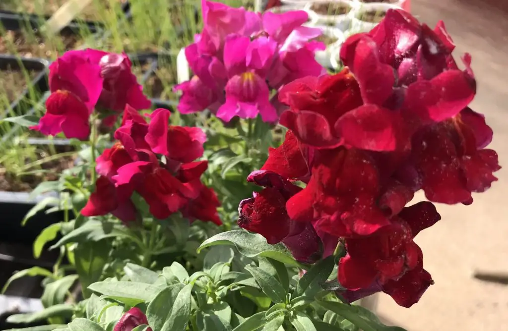 How to grow snapdragons from seed in  Central Texas