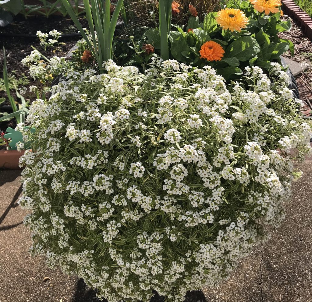 Winter Blooms For Central Texas Garden - My Garden My Refuge