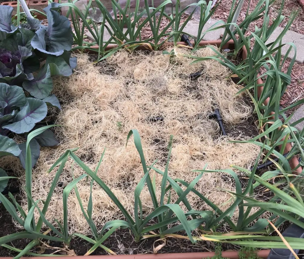 growing garlic