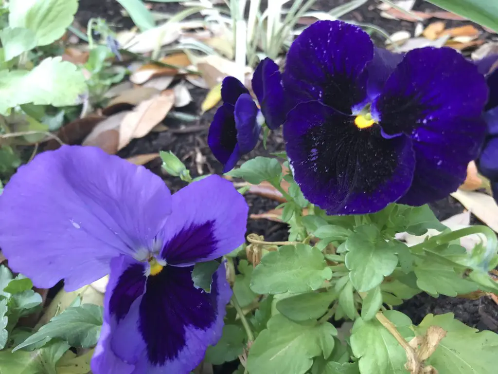 pansies