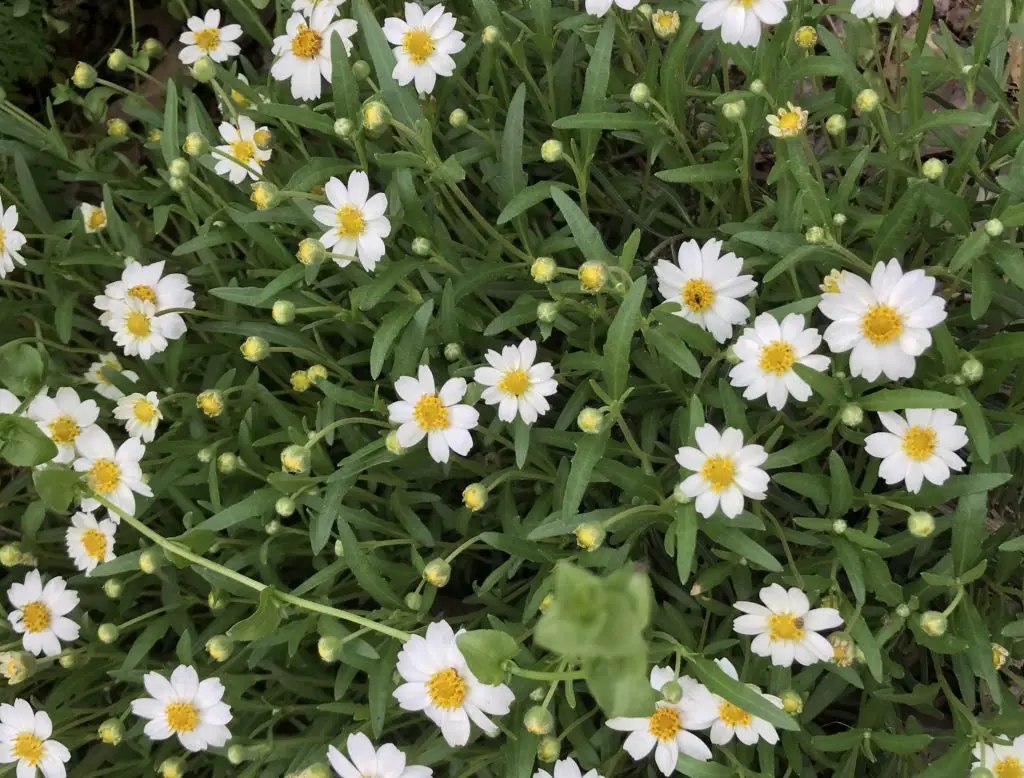 March blooms in Central Texass