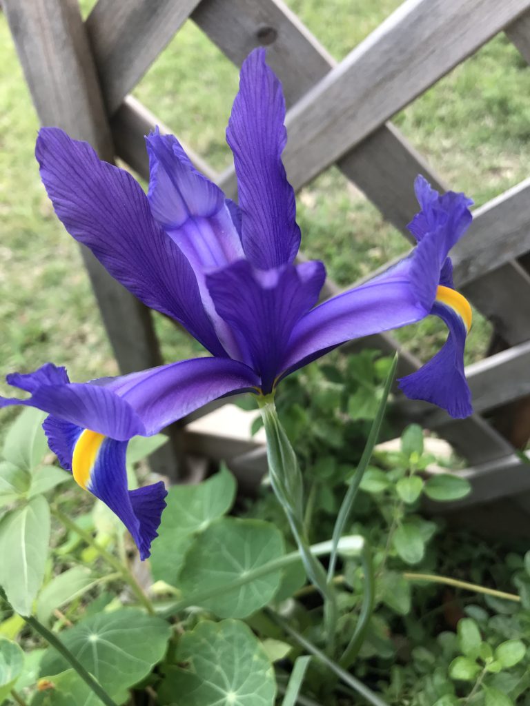 March blooms in Central Texas