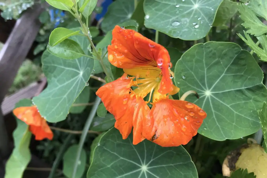 March blooms in Texas garden