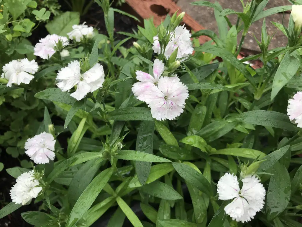 March Blooms in Texas