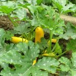 The Effective Way To Defeat the Squash Borer