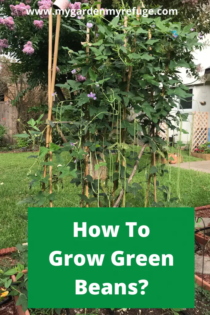 How to grow green beans in central Texas