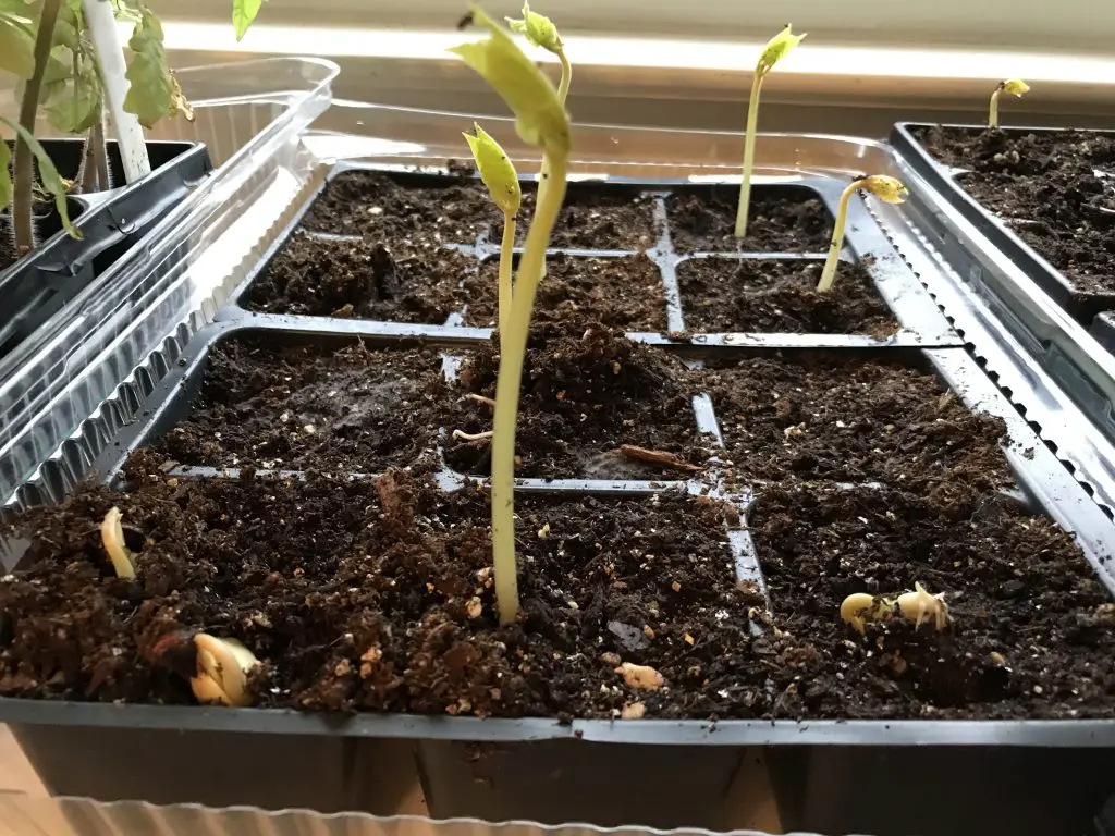 sprouting beans