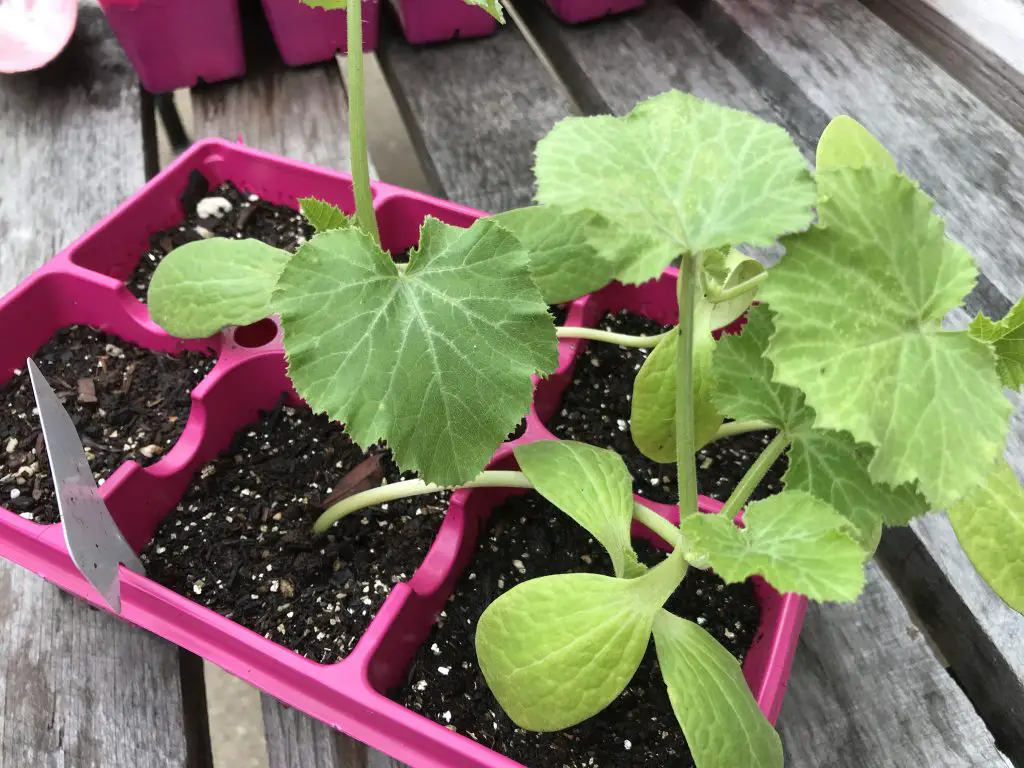 growing squash in central Texas