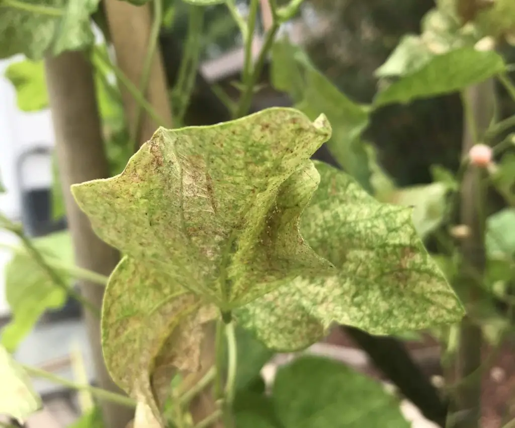 spider mites