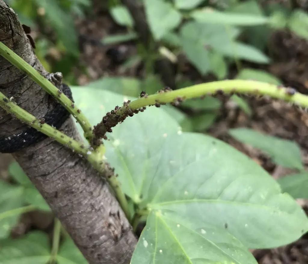 aphids and ants on green bean plants