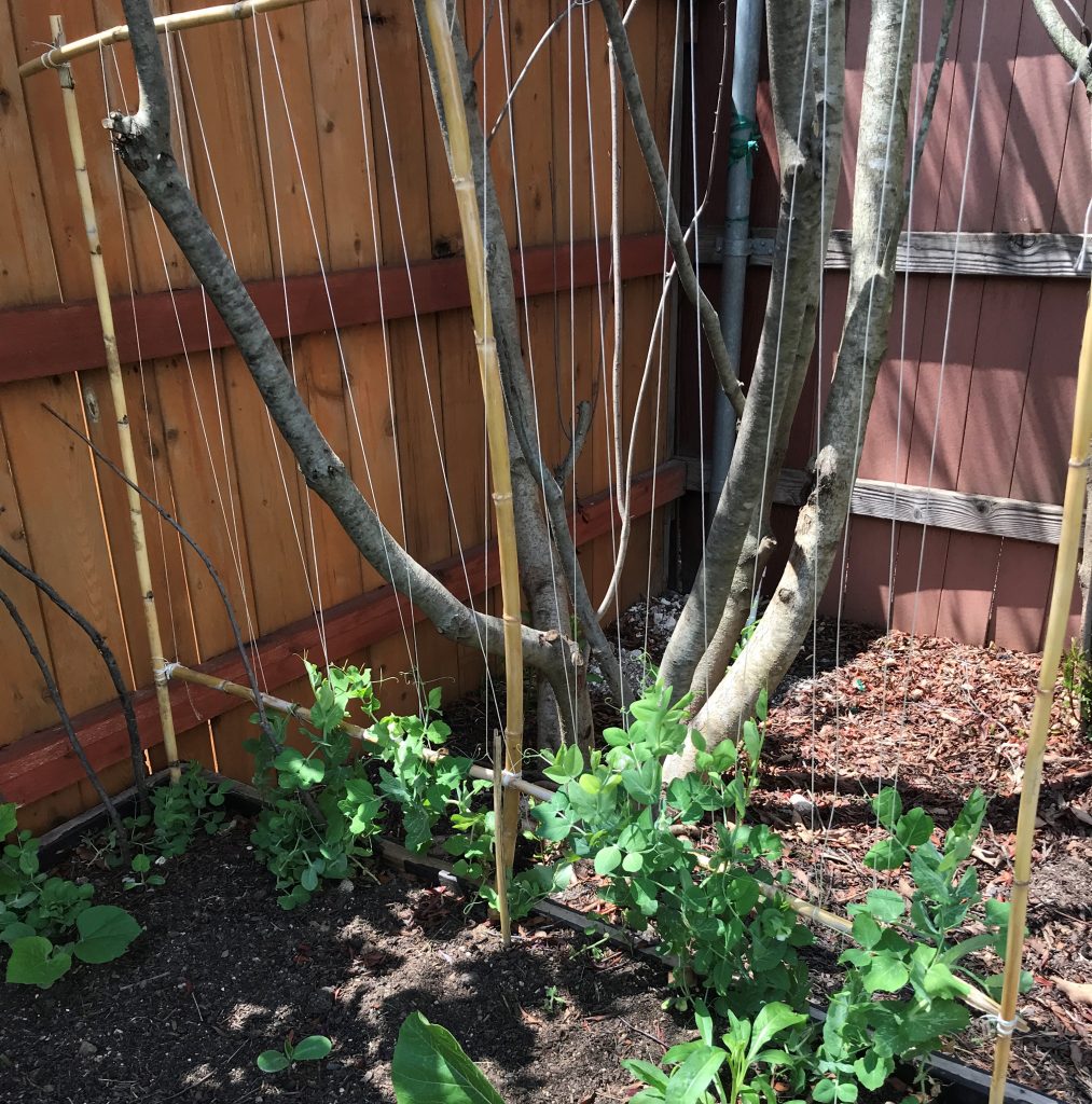 bamboo trellis