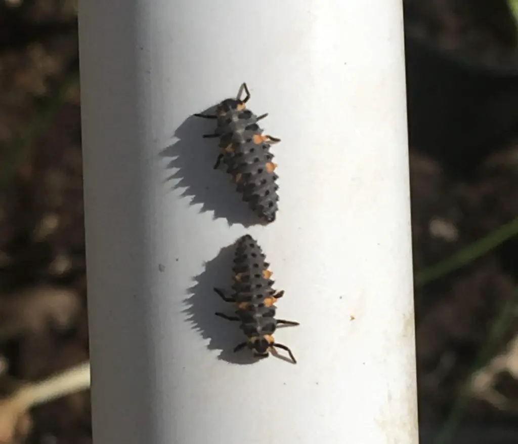 ladybug pupa