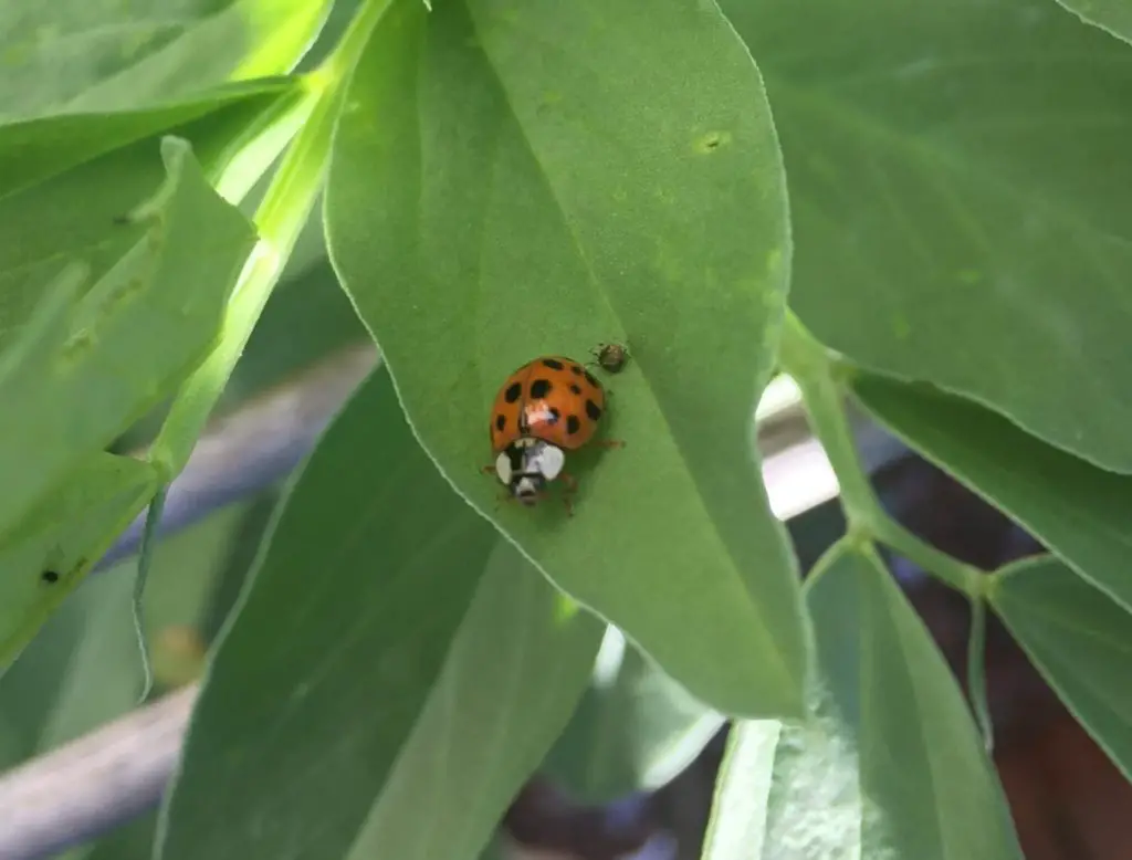 lady bug