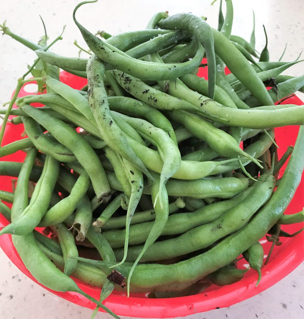 How to grow green beans in central Texas