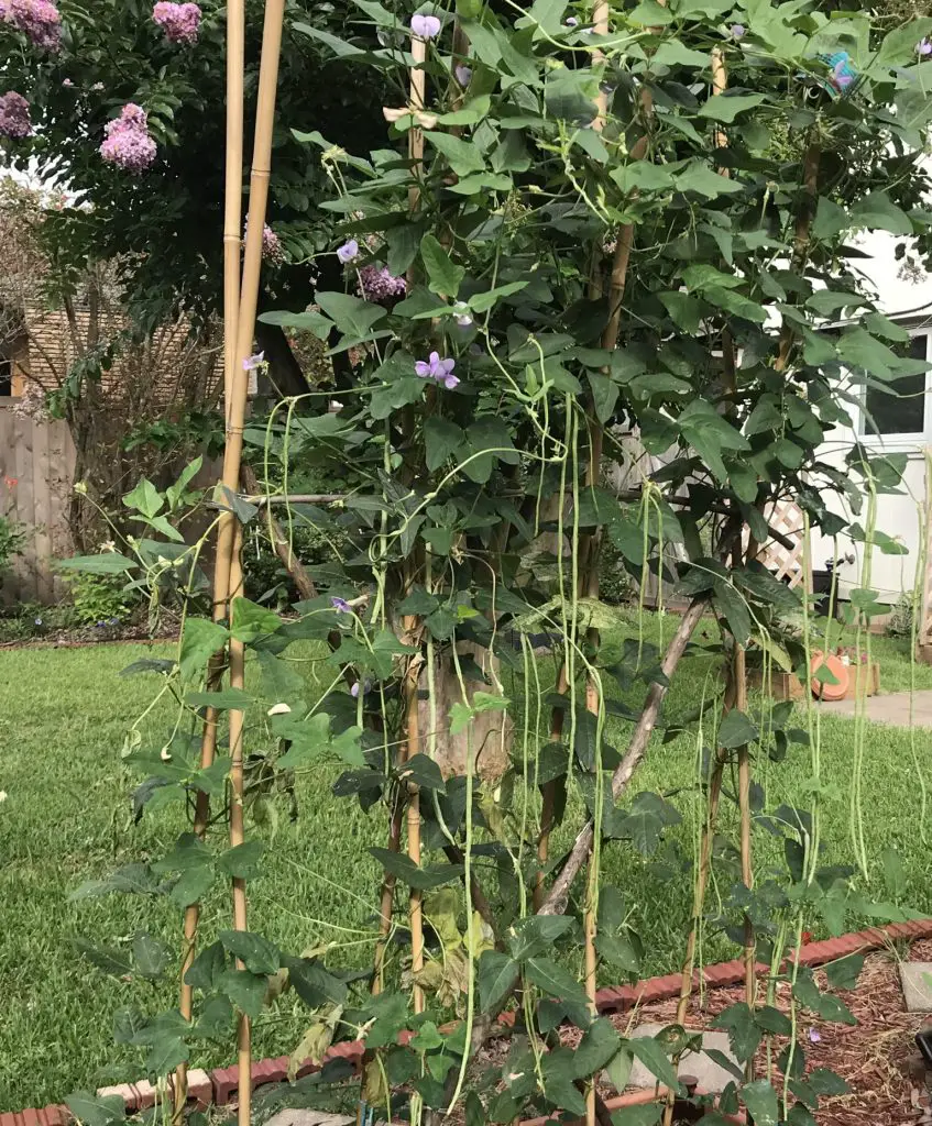 green bean trellis