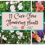 11 Easy To Grow Plants For Early Spring Color