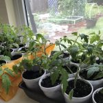 The Ultimate Guide To Starting Seeds Indoors