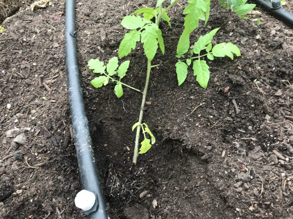 18 tips on growing tomatoes in central Texas