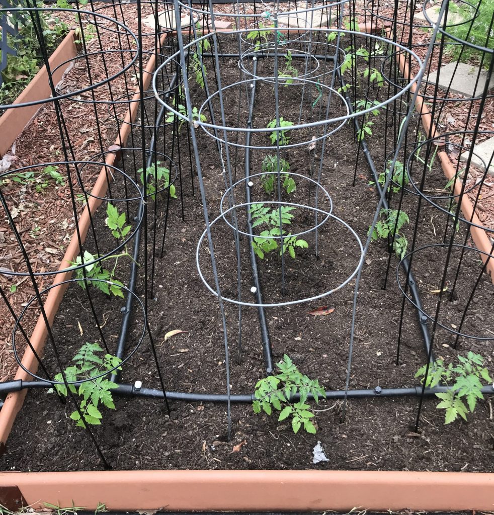 18 tips on growing tomatoes in central Texas