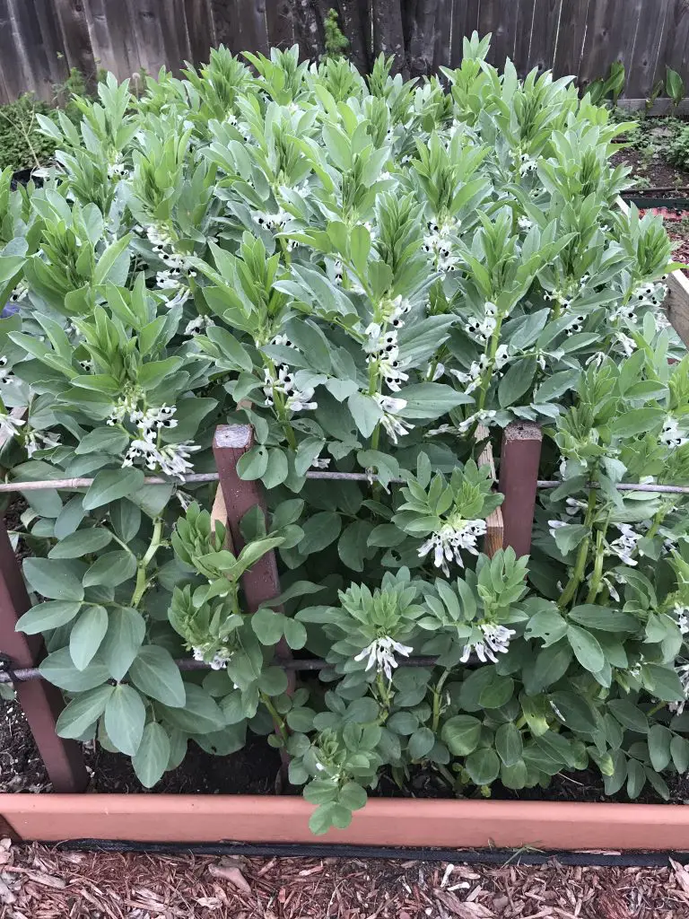 top vegetables to grow in a home garden