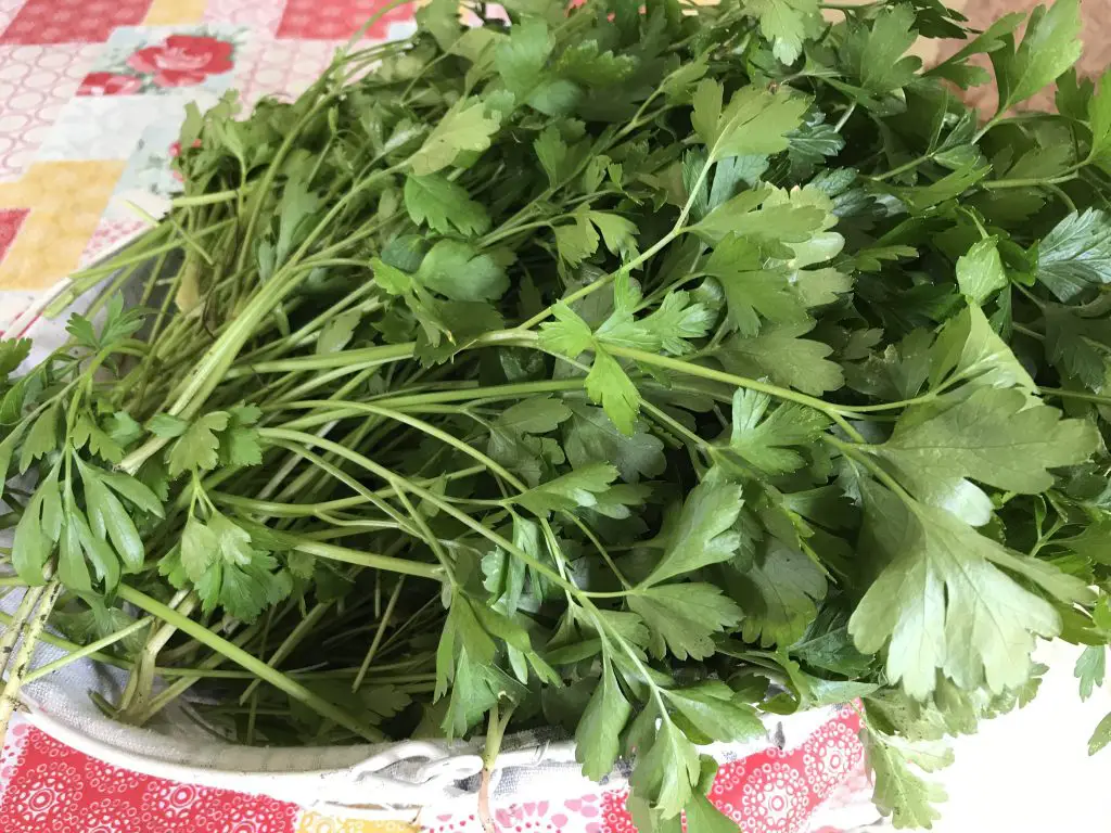 growing cilantro and parsley