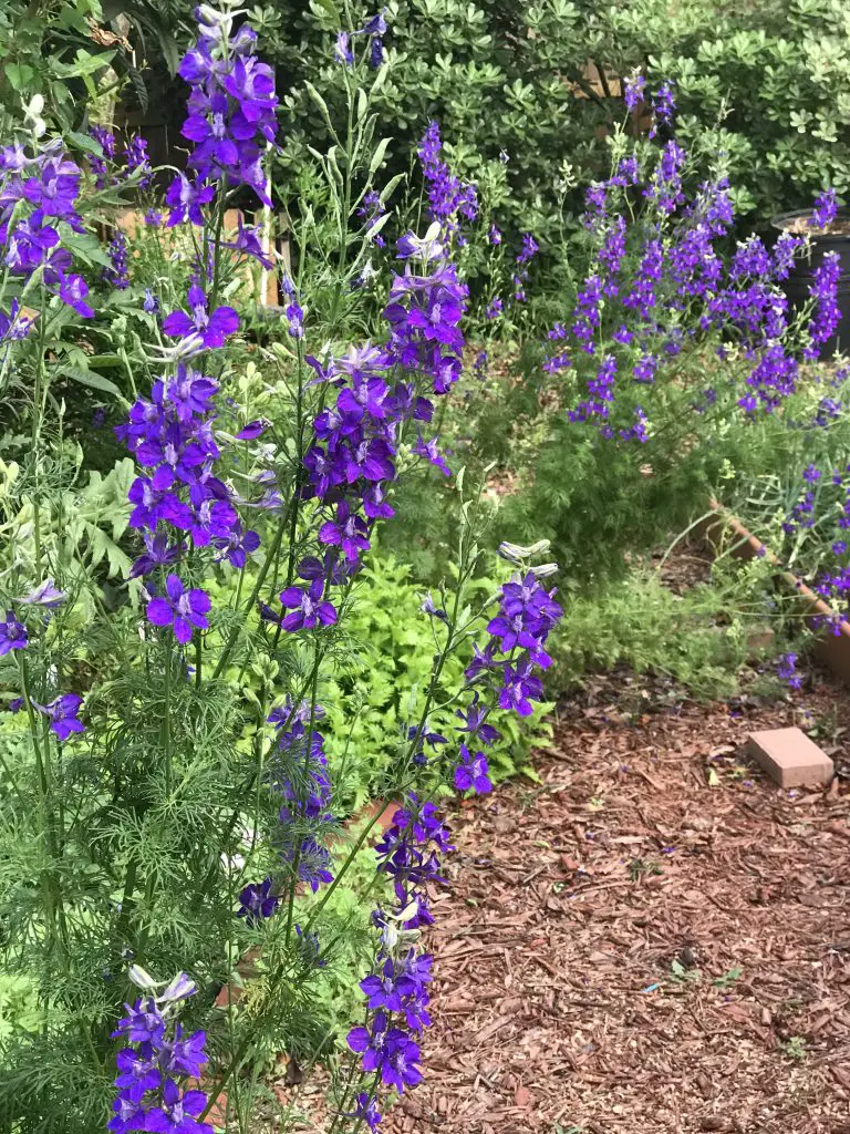 spring blooms