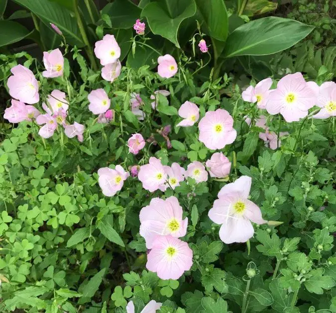 primrose spring bloomer