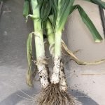 How to Grow Leeks in Central Texas?