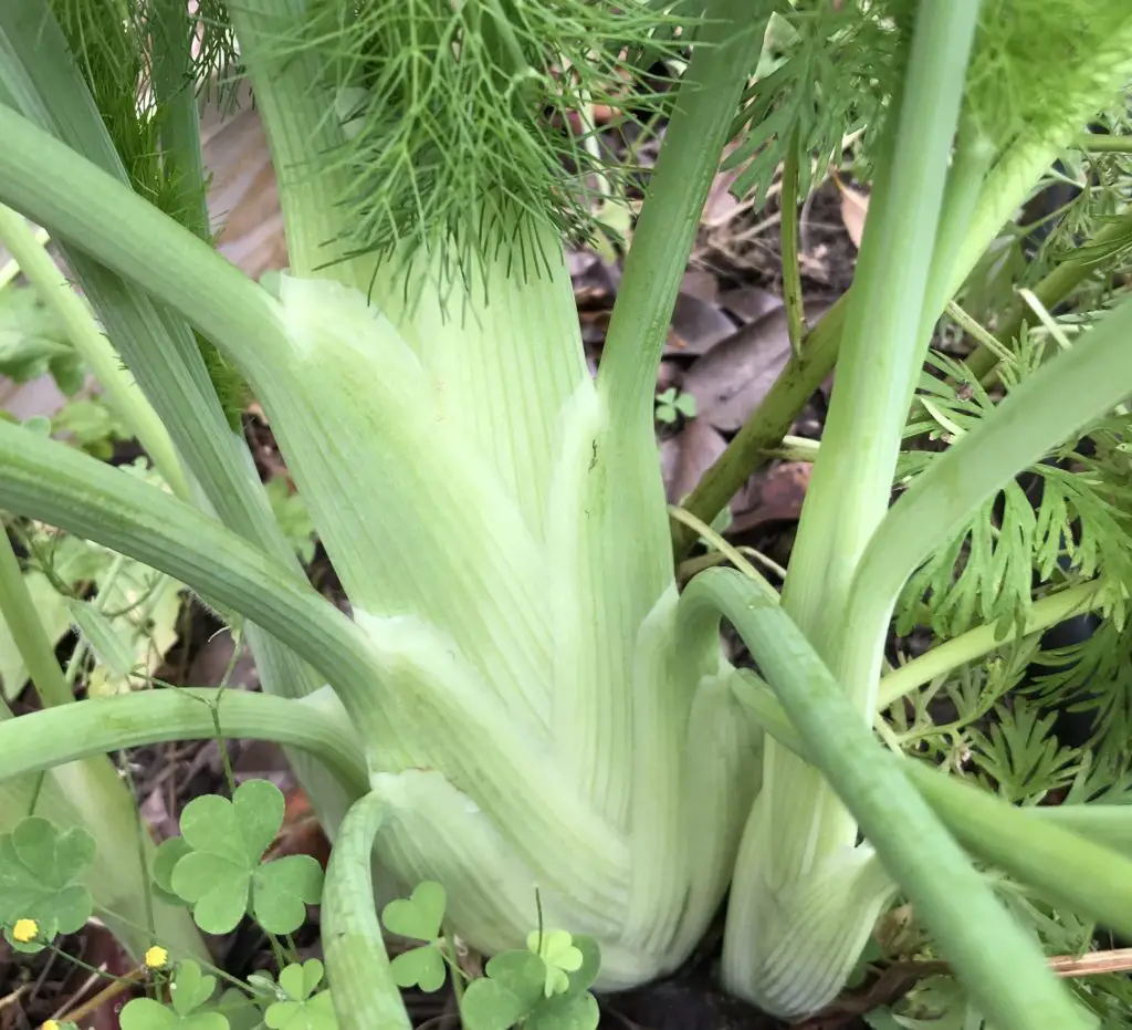 How to grow fennel in Central Texas