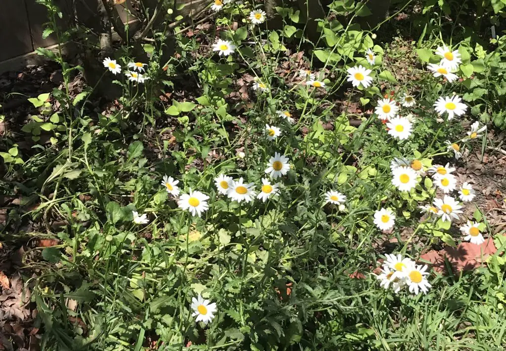 spring blooms