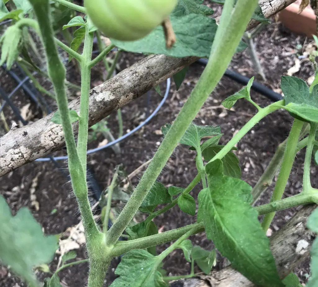 growing tomato guide
