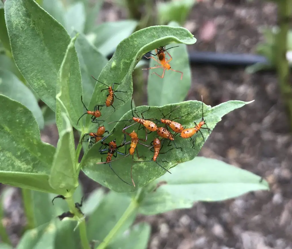 stink bug nymphs