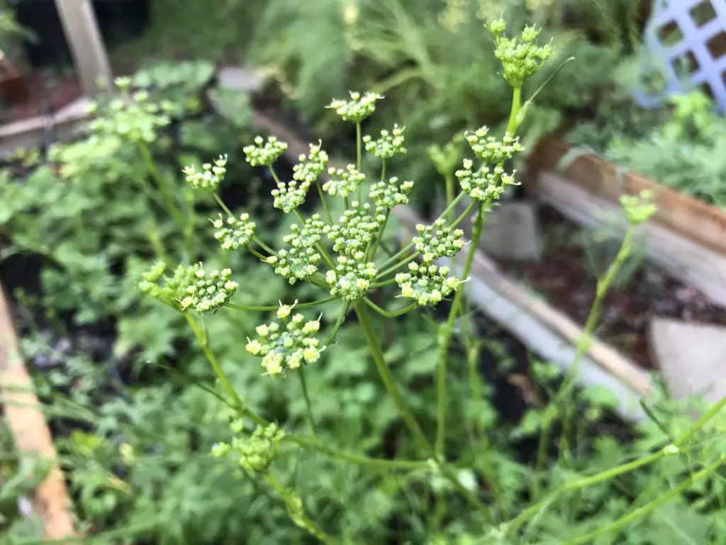 Parsley Flower