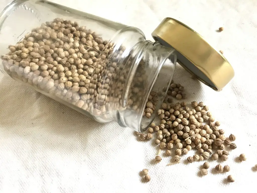 Storing cilantro seeds