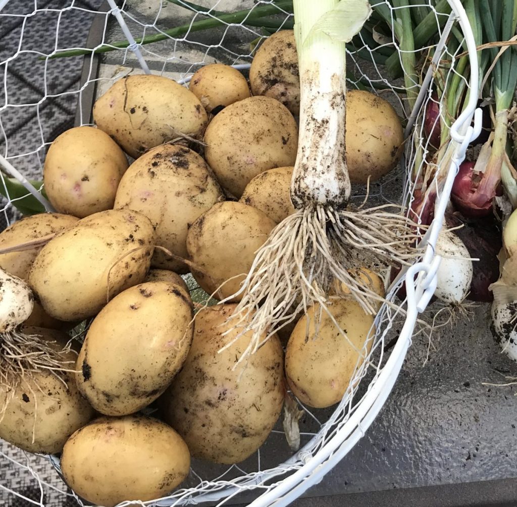 growing potatoes