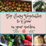 The Best Vegetable Varieties For Warm Regions