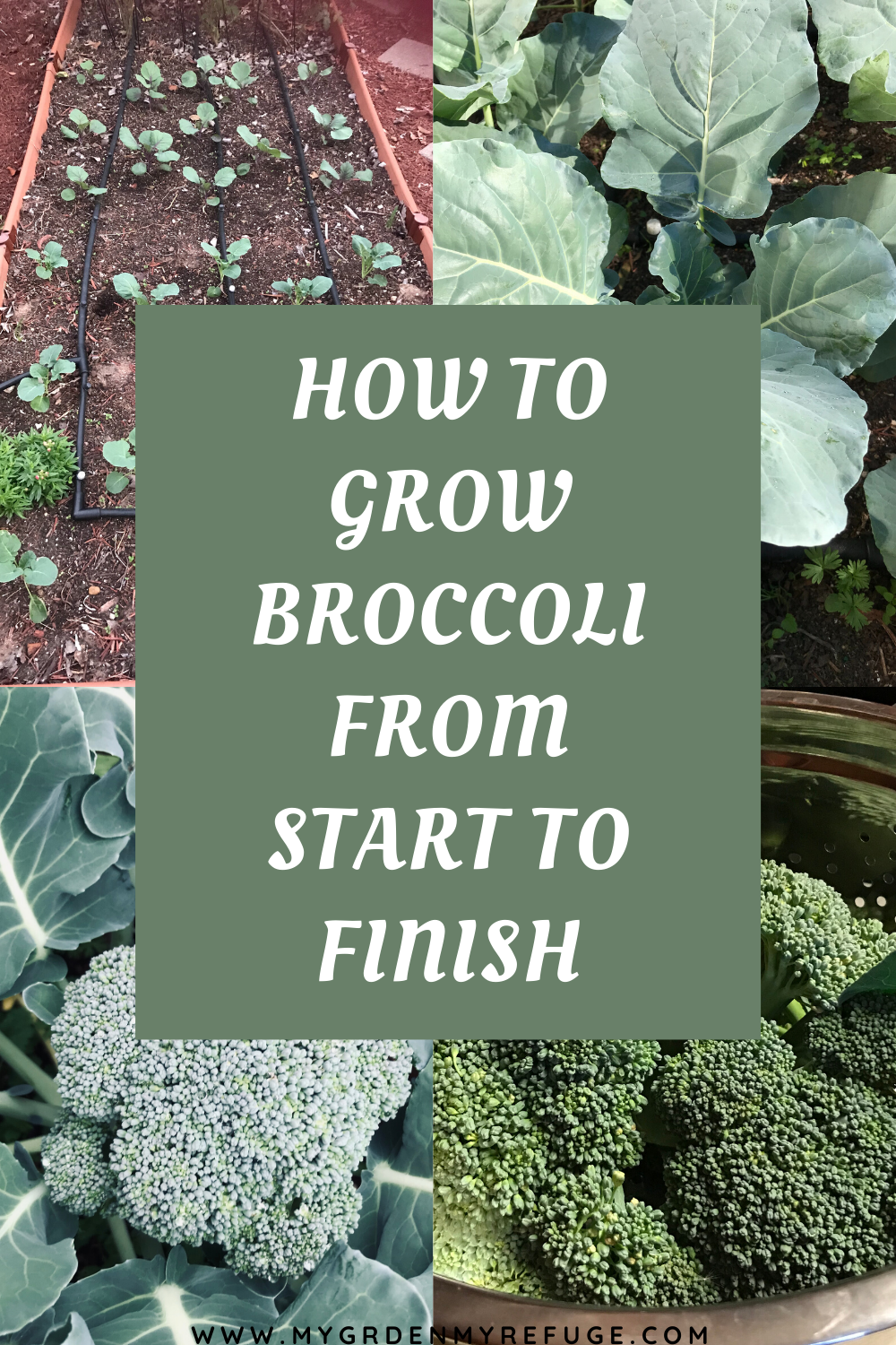 How to Grow Broccoli In Central Texas? Wellness Gardens