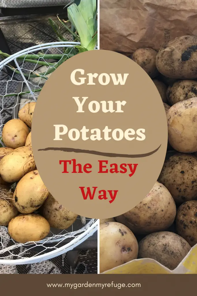 How to Grow Potatoes in Central Texas - Wellness Gardens