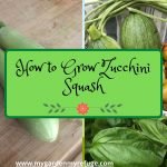 How To Grow Squash in Central Texas?