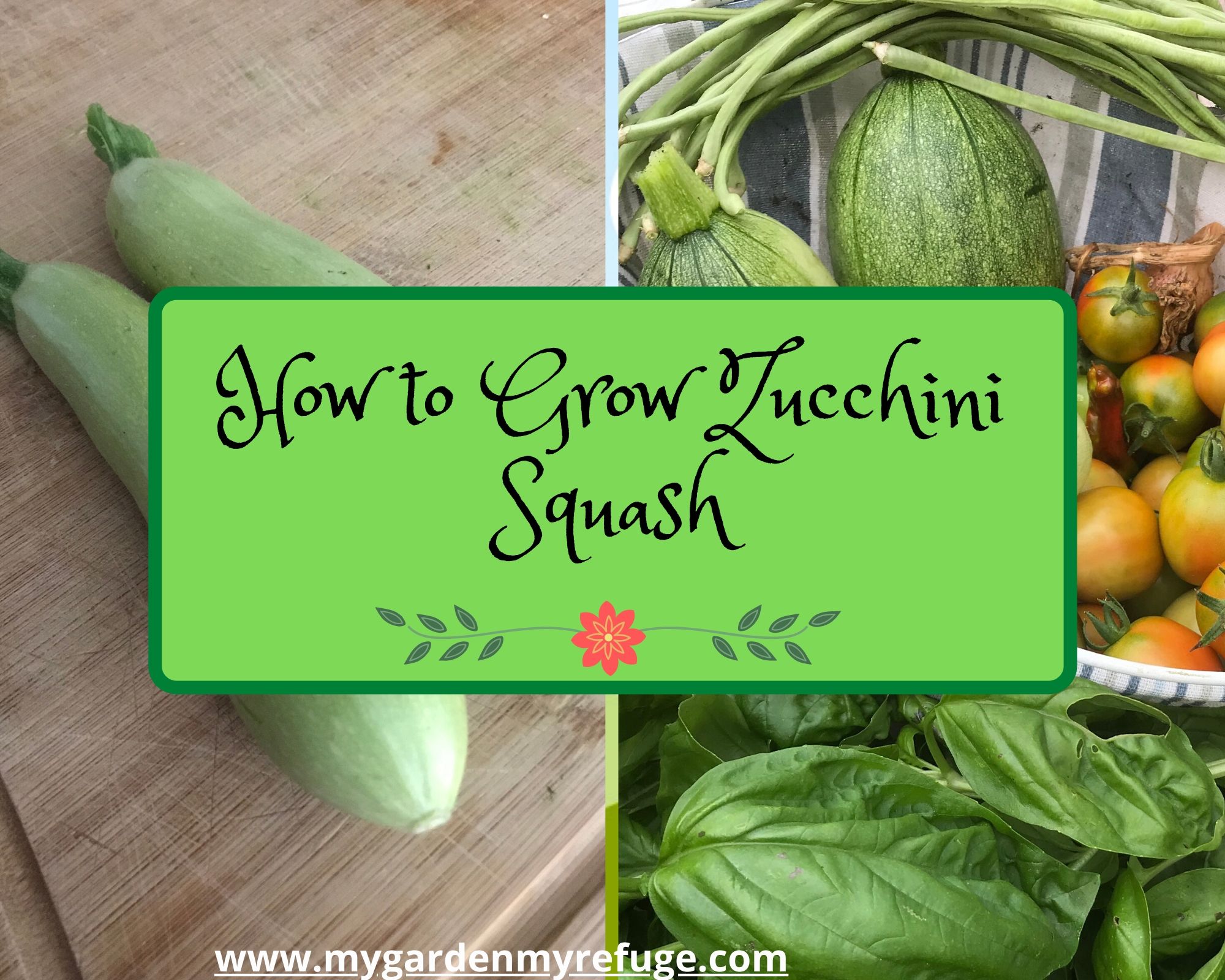 how to grow zucchini squash in central Texas