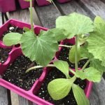 The Best Time to Start Seeds in Central Texas