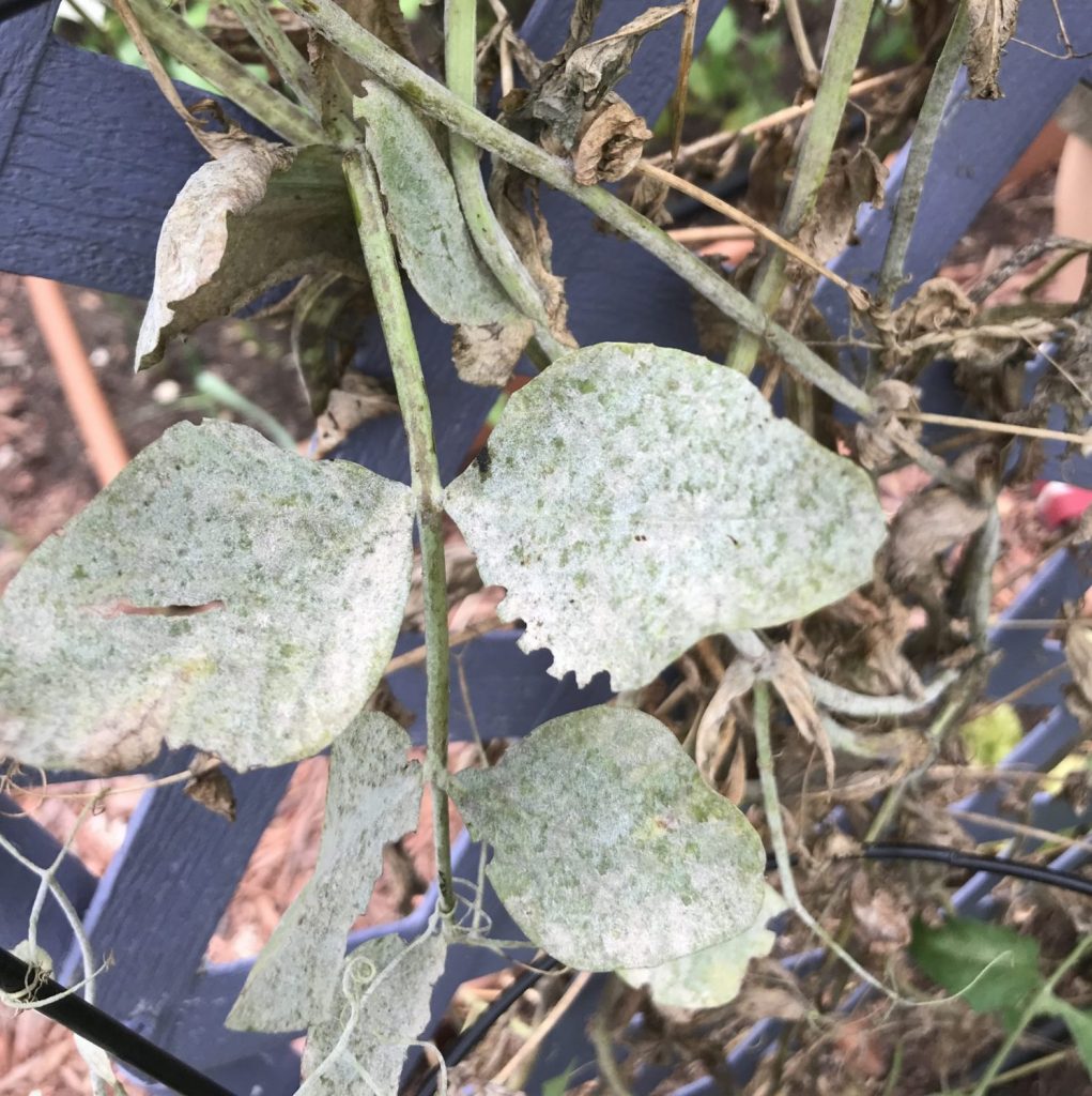 growing peas in central texas