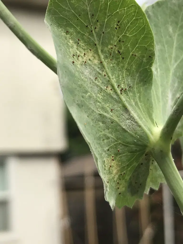 growing peas in central texas