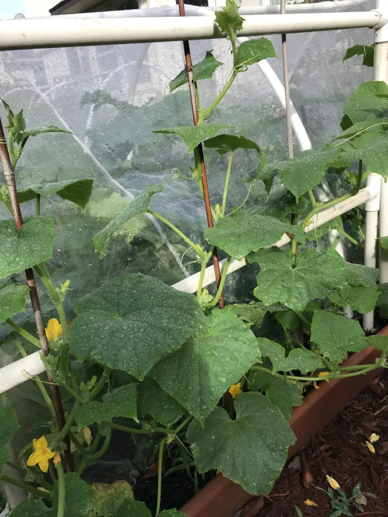 how to grow cucumbers in central Texas