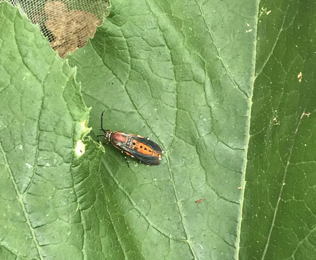 Squash vine borer