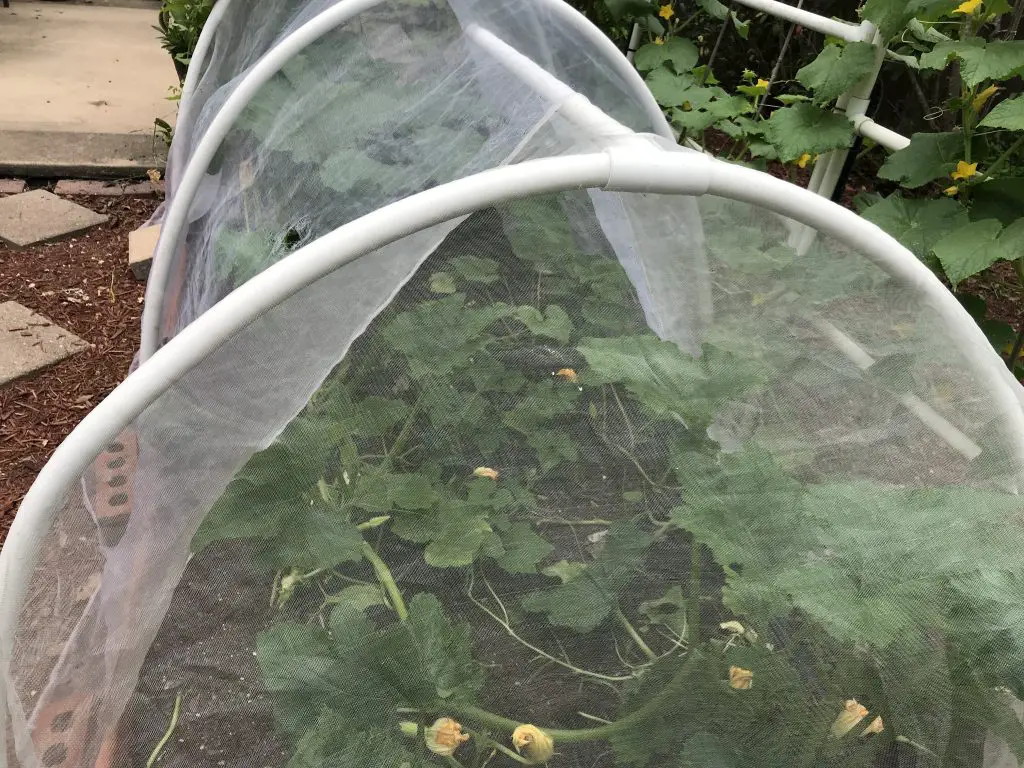 How to grow squash in Central Texas