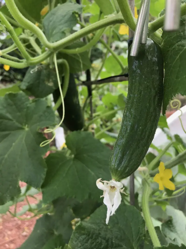 how to grow cucumbers in central Texas